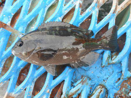 オリジナルメーカー海づり公園(市原市海づり施設) 釣果