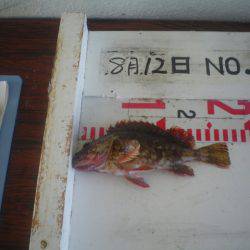 姫路市立遊魚センター 釣果