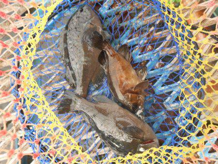 オリジナルメーカー海づり公園(市原市海づり…