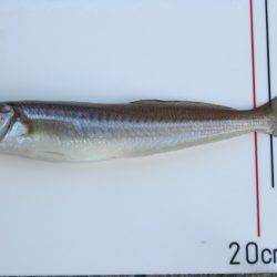 オリジナルメーカー海づり公園(市原市海づり施設) 釣果