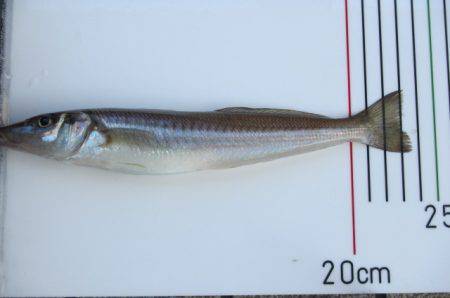 オリジナルメーカー海づり公園(市原市海づり…