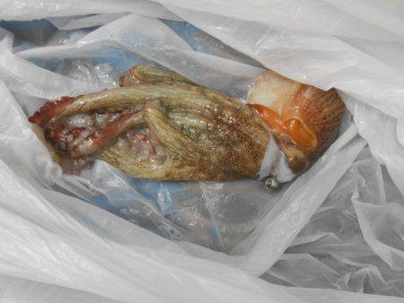 オリジナルメーカー海づり公園(市原市海づり施設) 釣果