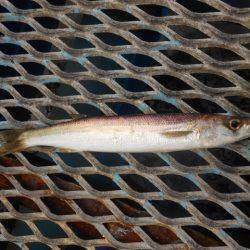 オリジナルメーカー海づり公園(市原市海づり施設) 釣果