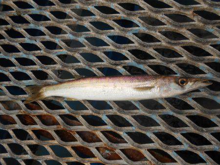 オリジナルメーカー海づり公園(市原市海づり施設) 釣果