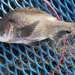 オリジナルメーカー海づり公園(市原市海づり施設) 釣果