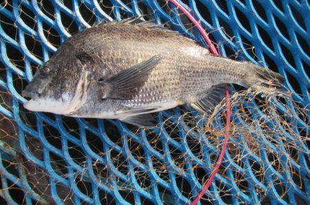 オリジナルメーカー海づり公園(市原市海づり…