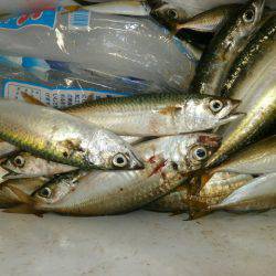 大阪南港海つり公園 釣果