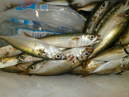 大阪南港海つり公園 釣果