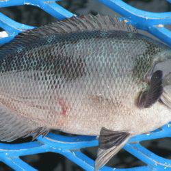 オリジナルメーカー海づり公園(市原市海づり施設) 釣果