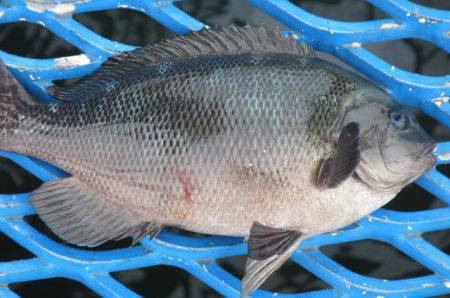 オリジナルメーカー海づり公園(市原市海づり…