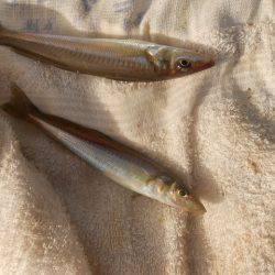 オリジナルメーカー海づり公園(市原市海づり施設) 釣果