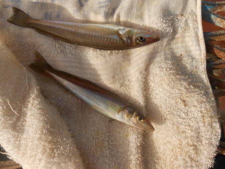 オリジナルメーカー海づり公園(市原市海づり施設) 釣果