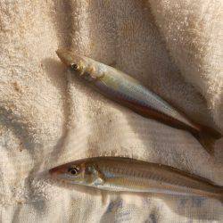 オリジナルメーカー海づり公園(市原市海づり施設) 釣果