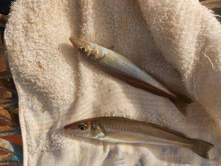オリジナルメーカー海づり公園(市原市海づり…