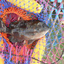 オリジナルメーカー海づり公園(市原市海づり施設) 釣果