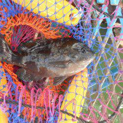 オリジナルメーカー海づり公園(市原市海づり施設) 釣果