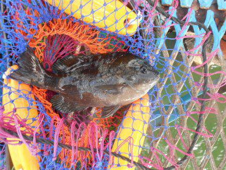 オリジナルメーカー海づり公園(市原市海づり施設) 釣果