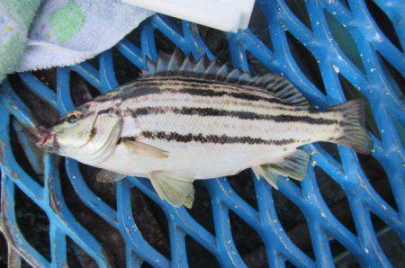 オリジナルメーカー海づり公園(市原市海づり…