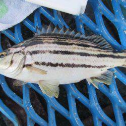 オリジナルメーカー海づり公園(市原市海づり施設) 釣果