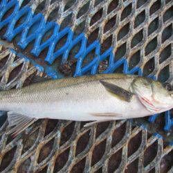 オリジナルメーカー海づり公園(市原市海づり施設) 釣果