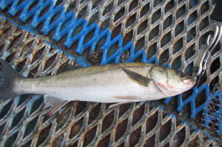 オリジナルメーカー海づり公園(市原市海づり施設) 釣果