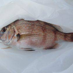 オリジナルメーカー海づり公園(市原市海づり施設) 釣果