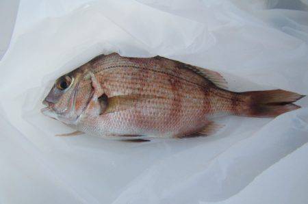 オリジナルメーカー海づり公園(市原市海づり施設) 釣果