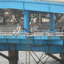 オリジナルメーカー海づり公園(市原市海づり施設) 釣果