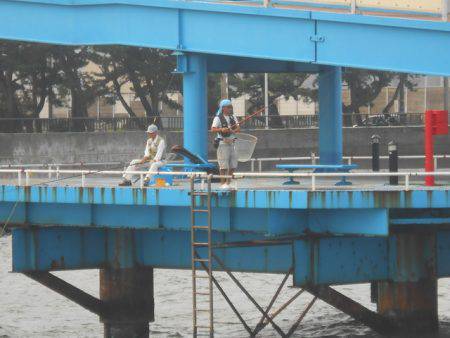 オリジナルメーカー海づり公園(市原市海づり施設) 釣果