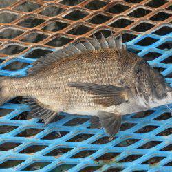 オリジナルメーカー海づり公園(市原市海づり施設) 釣果