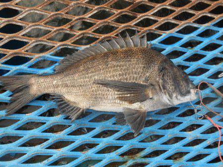 オリジナルメーカー海づり公園(市原市海づり施設) 釣果