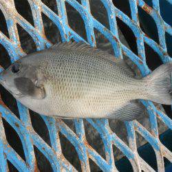 オリジナルメーカー海づり公園(市原市海づり施設) 釣果