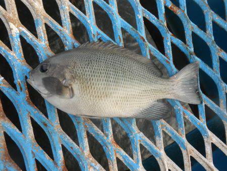 オリジナルメーカー海づり公園(市原市海づり…