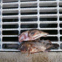 大阪南港海つり公園 釣果