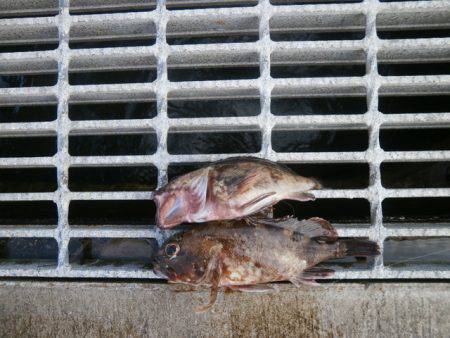 大阪南港海つり公園 釣果