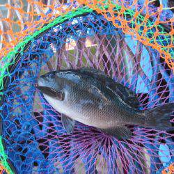 オリジナルメーカー海づり公園(市原市海づり施設) 釣果