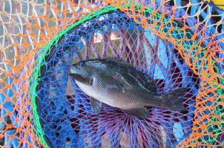 オリジナルメーカー海づり公園(市原市海づり…