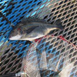 オリジナルメーカー海づり公園(市原市海づり施設) 釣果