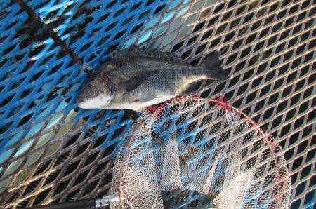 オリジナルメーカー海づり公園(市原市海づり施設) 釣果