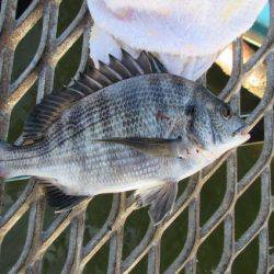 オリジナルメーカー海づり公園(市原市海づり施設) 釣果