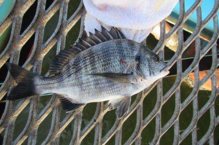 オリジナルメーカー海づり公園(市原市海づり施設) 釣果