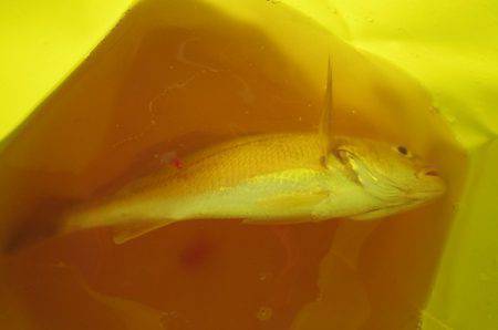 オリジナルメーカー海づり公園(市原市海づり施設) 釣果