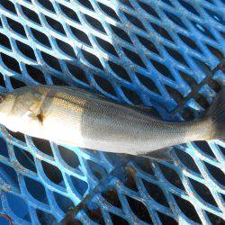 オリジナルメーカー海づり公園(市原市海づり施設) 釣果