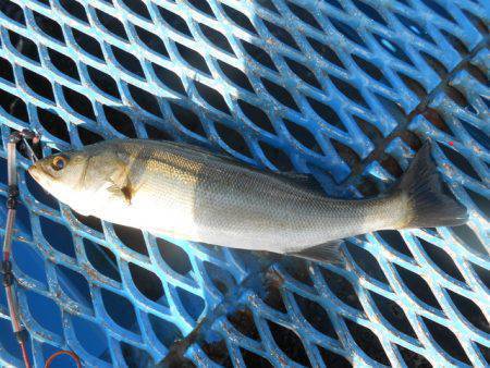 オリジナルメーカー海づり公園(市原市海づり施設) 釣果