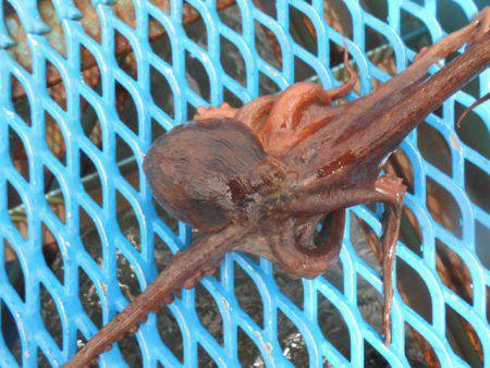 オリジナルメーカー海づり公園(市原市海づり施設) 釣果