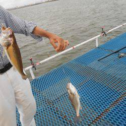 オリジナルメーカー海づり公園(市原市海づり施設) 釣果