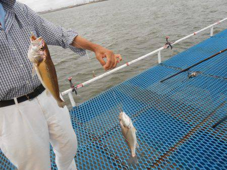 オリジナルメーカー海づり公園(市原市海づり施設) 釣果