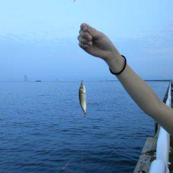 大阪南港海つり公園 釣果