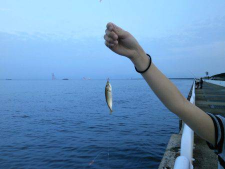 大阪南港海つり公園 釣果