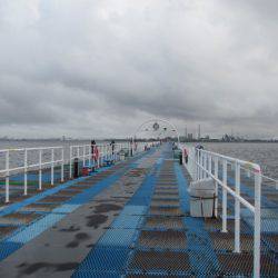 オリジナルメーカー海づり公園(市原市海づり施設) 釣果